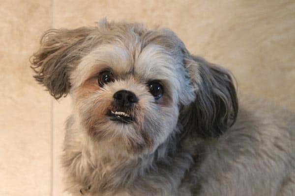 How Much Is a Shih Tzu: Your Guide to Purebred Puppy Prices