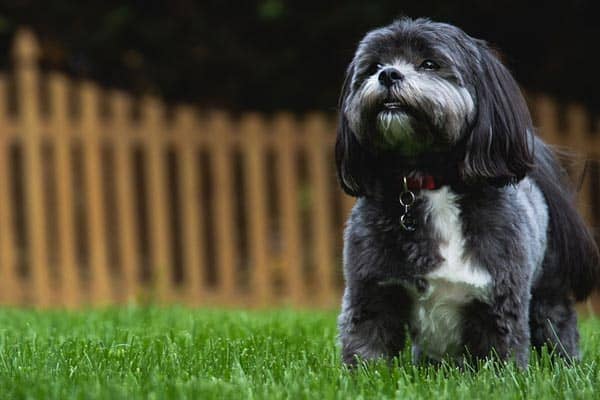 How Often Should a Shih Tzu Poop