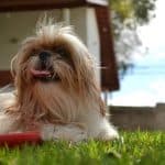 Why Do Shih Tzus Lick So Much