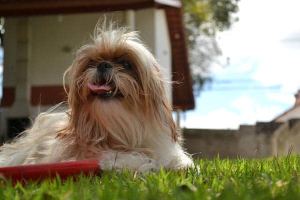 Why Do Shih Tzus Lick So Much: Emotional, Behavioral and Medical Reasons for This Behavior