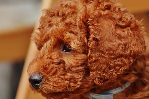 Cavapoo Colors