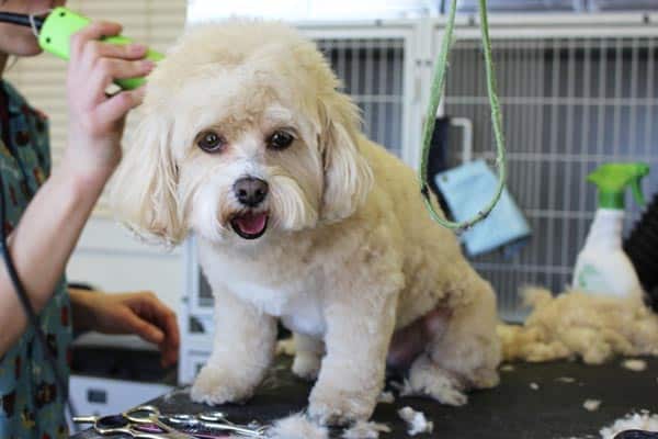 Cavapoo Grooming