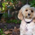 Cavapoo Pros and Cons