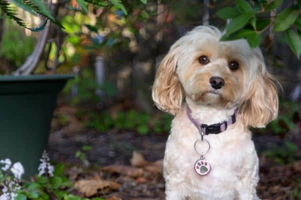 Owning a Cavapoo: Everything You Need To Know [Pros & Cons]