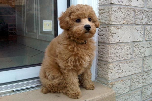 Toy Cavapoos: Nature’s Little Teddy Bear