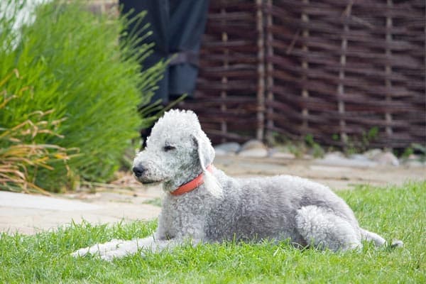 Bedlington Terrier