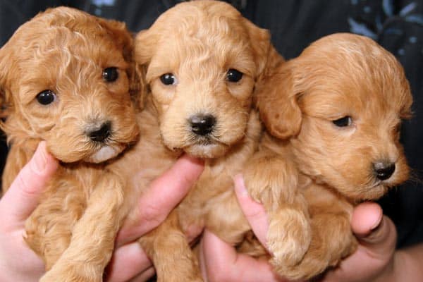 Cavapoo Price