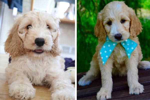 Cavapoo vs. Cockapoo: How Do These Breeds Differ?