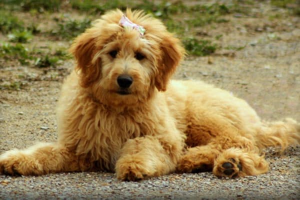 Goldendoodle