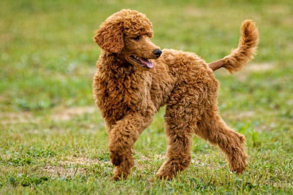 Irish Water Spaniel