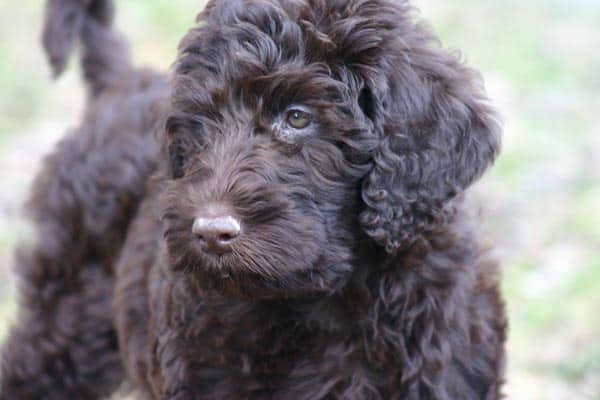 Labradoodle