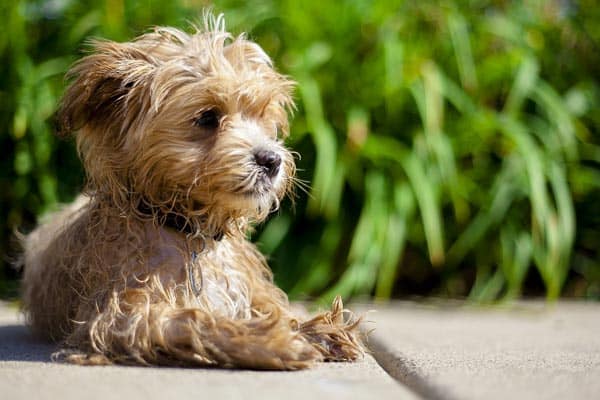 Maltipoo