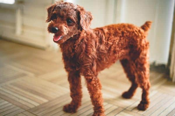 Toy Poodle price