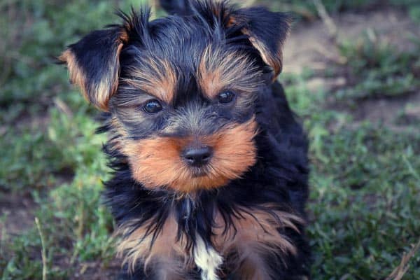 Yorkipoo