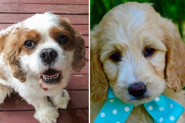 What’s the Difference Between Cavachon and Cavapoo Puppies?