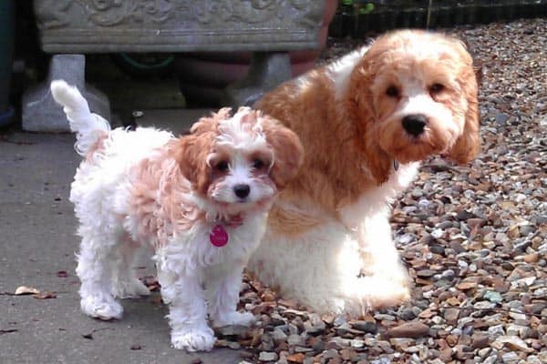Fully Grown Cavapoo: Everything You Need to Know