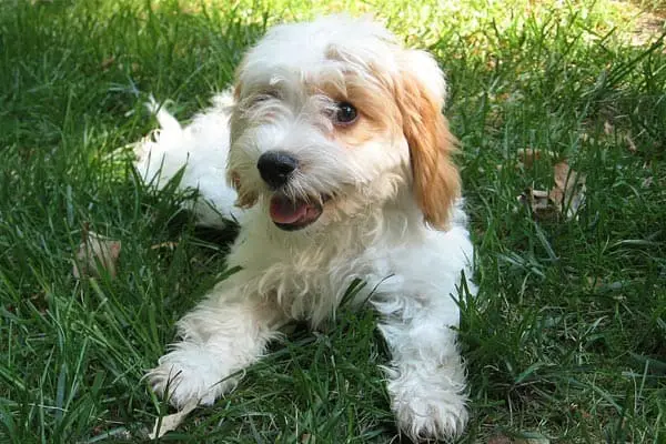 cavapoo rescue