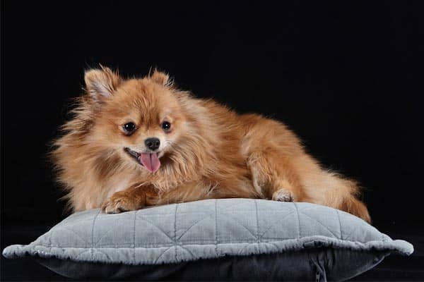 pomeranian price