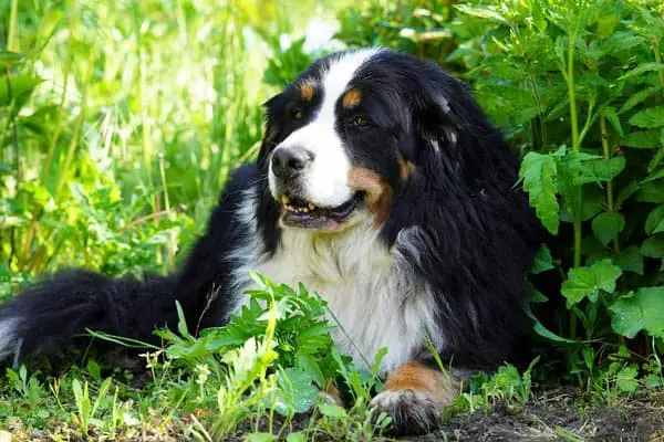 Bernese Mountain Dog