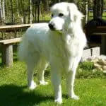 dogs similar to great pyrenees
