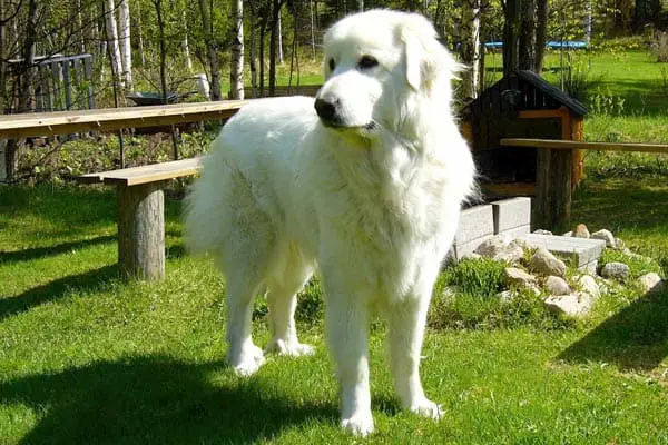 15 Dogs Similar to Great Pyrenees: Finding Your Perfect Match