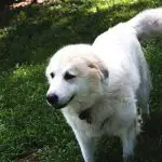 Are Great Pyrenees Hypoallergenic