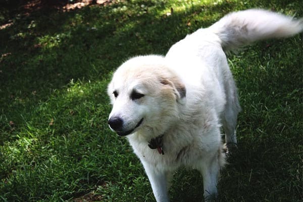 Are Great Pyrenees Hypoallergenic? Why There is No Simple Answer
