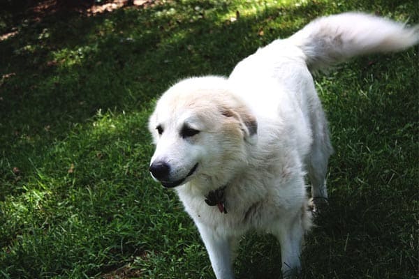 Are Great Pyrenees Hypoallergenic