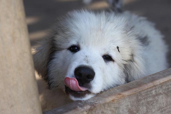 Black Great Pyrenees