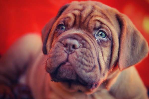 Dogue de Bordeaux