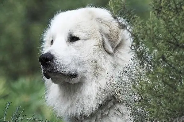 Great Pyrenees Behavior Problems: How to Look at and Solve