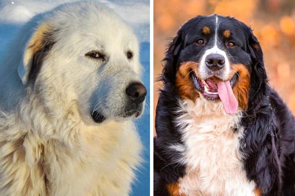 Great Pyrenees vs Bernese Mountain Dog