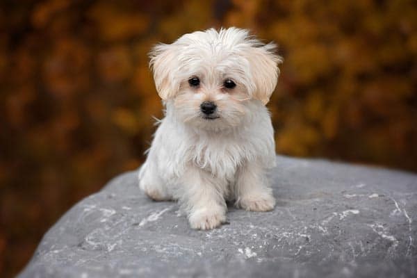 Maltese