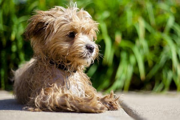 Maltipoo