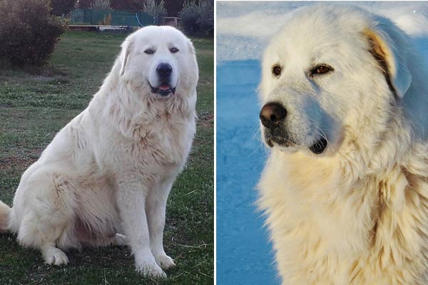 Maremma Sheepdog vs Great Pyrenees