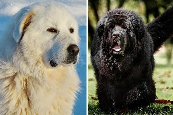 Newfoundland vs Great Pyrenees: Water Rescue vs Sheep Guarding