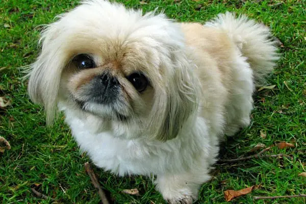 Pekingese