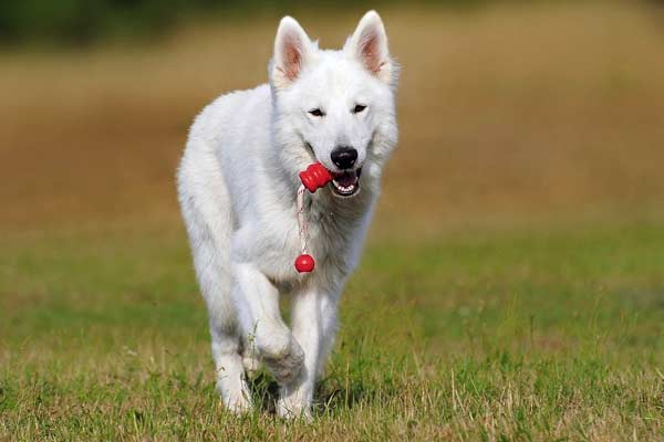 White Swiss Shepherd