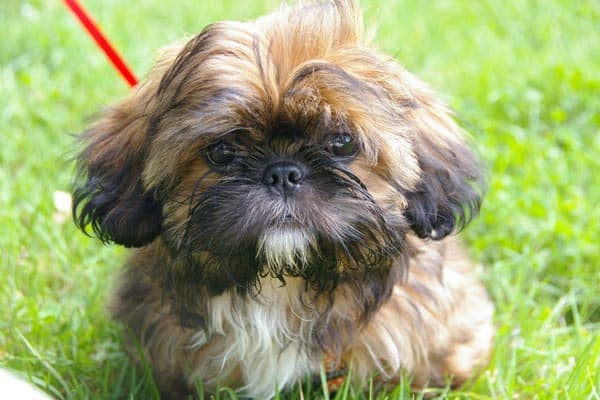 dogs that look like shih tzu