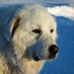 great pyrenees bite force