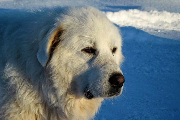 great pyrenees bite force