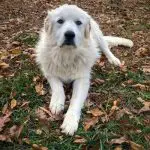 how long do great pyrenees live
