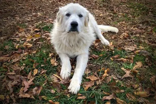 how long do great pyrenees live