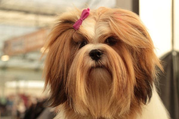 lhasa apso