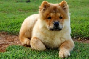 Are Chow Chows Hypoallergenic? What to Know about Dog