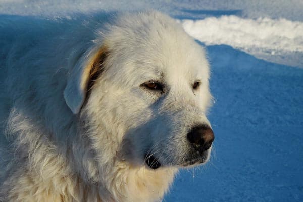 Are Great Pyrenees Aggressive
