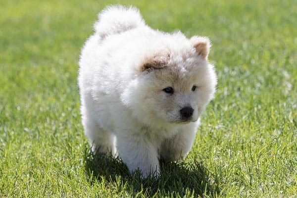 Can Chow Chows Be Left Alone and if So, Should They?