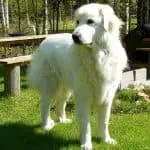 Male or Female Great Pyrenees