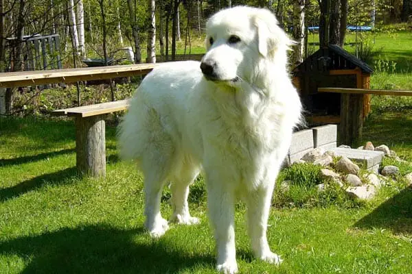 Male or Female Great Pyrenees