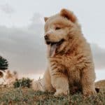 are chow chows good for first time owners